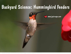 Hummingbird feeder playdate