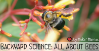 backyard science all about bees lesson activity playdate plan theme